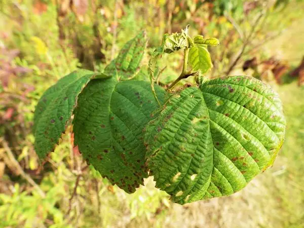 Blackberry Leaves