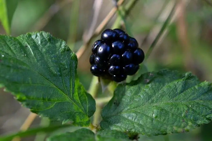 Blackberry Rubus