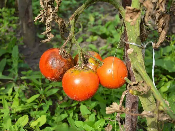 Blight on Tomato Plants