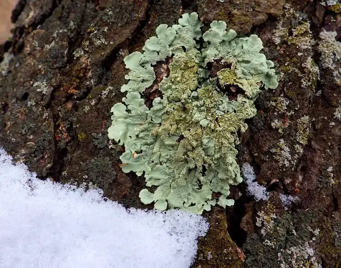 Blue Green Lichen
