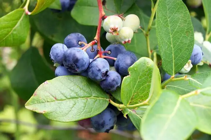 Blueberries on Plant