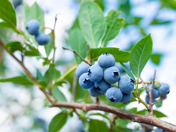 Blueberries Ready for Harvesting