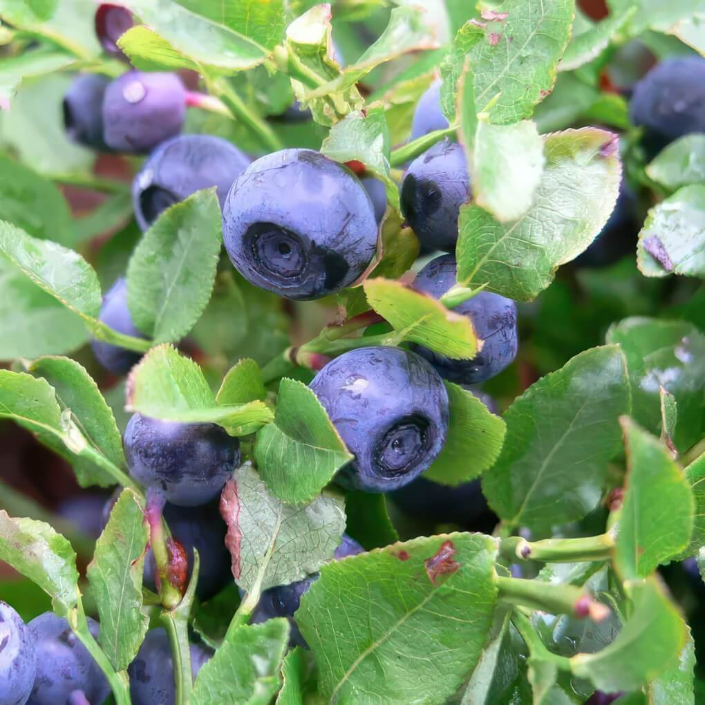 Blueberries