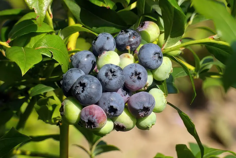 Blueberry Bush