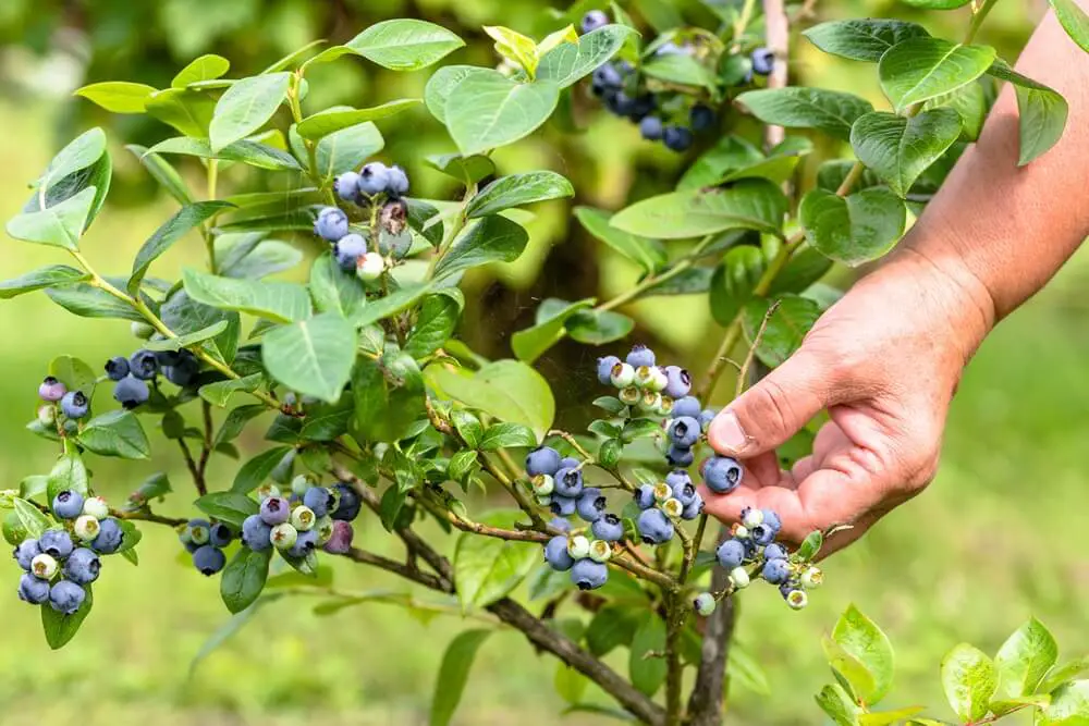 Blueberry Plant