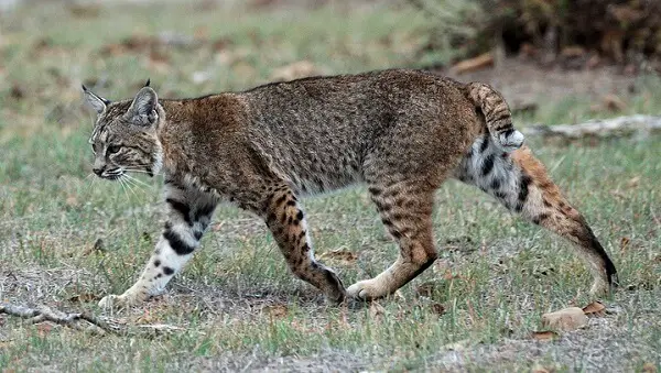 Bobcat | Predators to Beware Of On Your Homestead