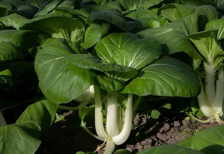 Bok Choy Plant