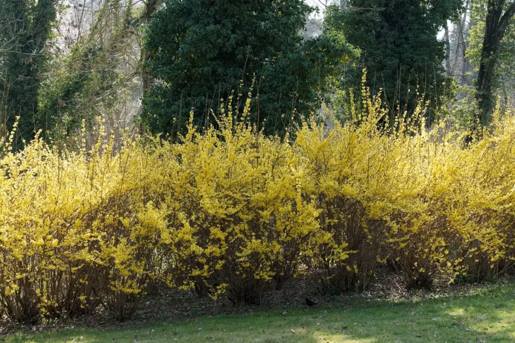 Border Forsythia Hedge