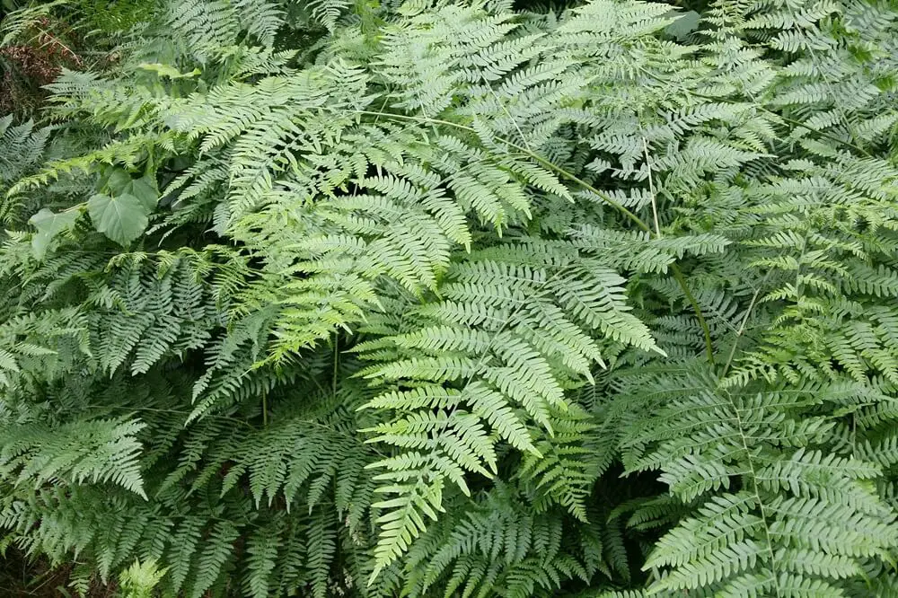 Bracken Fern