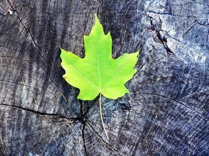 Bright Green Maple Leaf