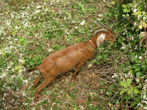 Brush Goat