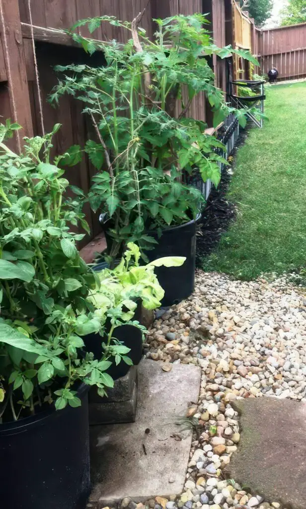 Bucket Garden