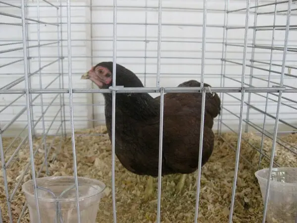 Buckeye Hen