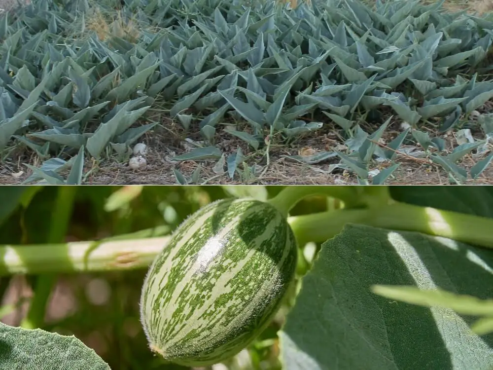 Buffalo Gourd