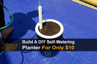 Build A DIY Self-Watering Planter For Only $10