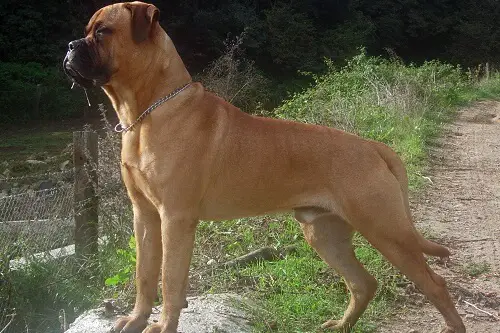 Bullmastiff