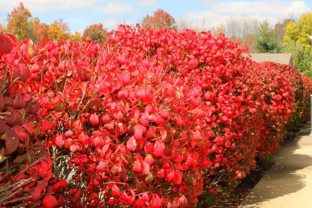 Burning Bush Hedge