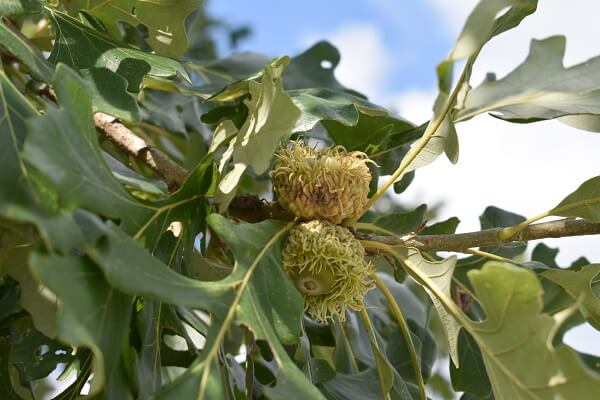 Burr Oak Acorns