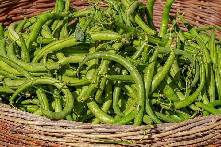 Bush Beans in Basket