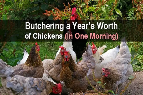 Butchering a Year's Worth of Chickens (In One Morning)