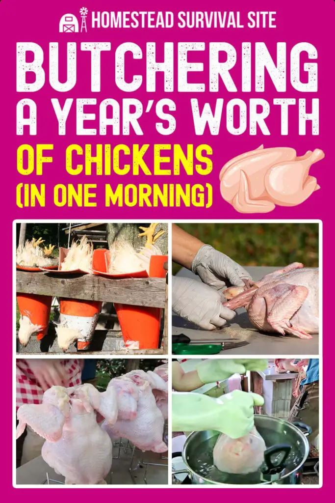 Butchering a Year's Worth of Chickens (In One Morning)
