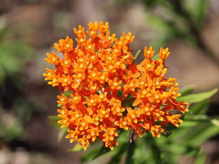 Butterfly Weed Flowers