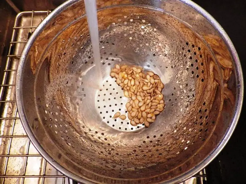 Butternut Squash Seeds in Colander