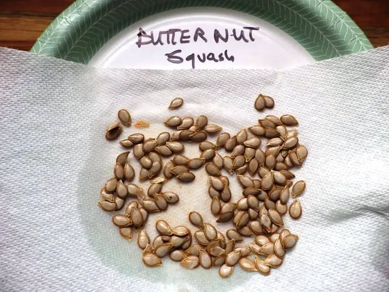 Butternut Squash Seeds on Paper Plate