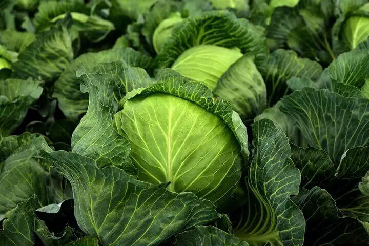 Cabbage Heads Growing