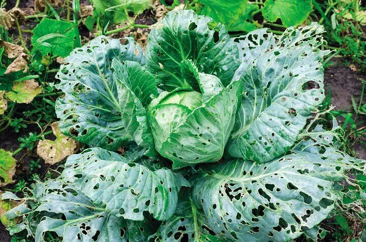Cabbage Leave Eaten By Slugs