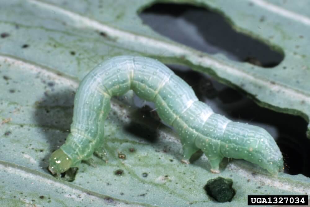 Cabbage Looper Larva