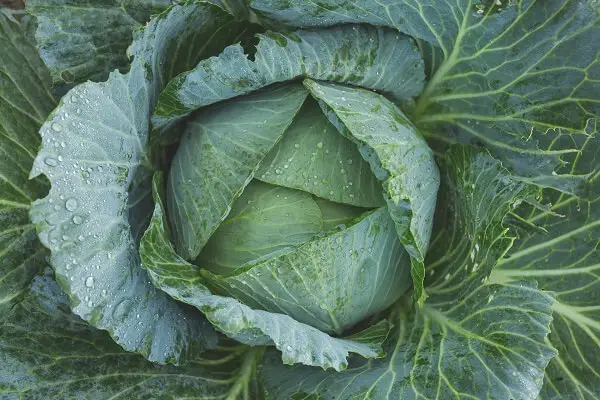 Cabbage | Foods That Store Well in Root Cellars