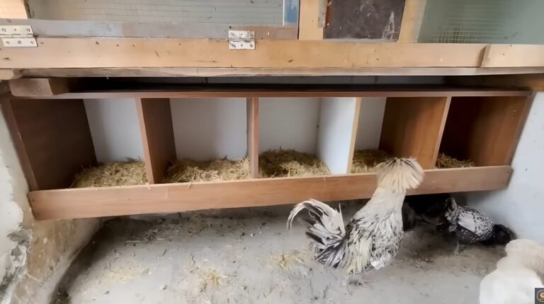 13 Clever Chicken Nesting Boxes