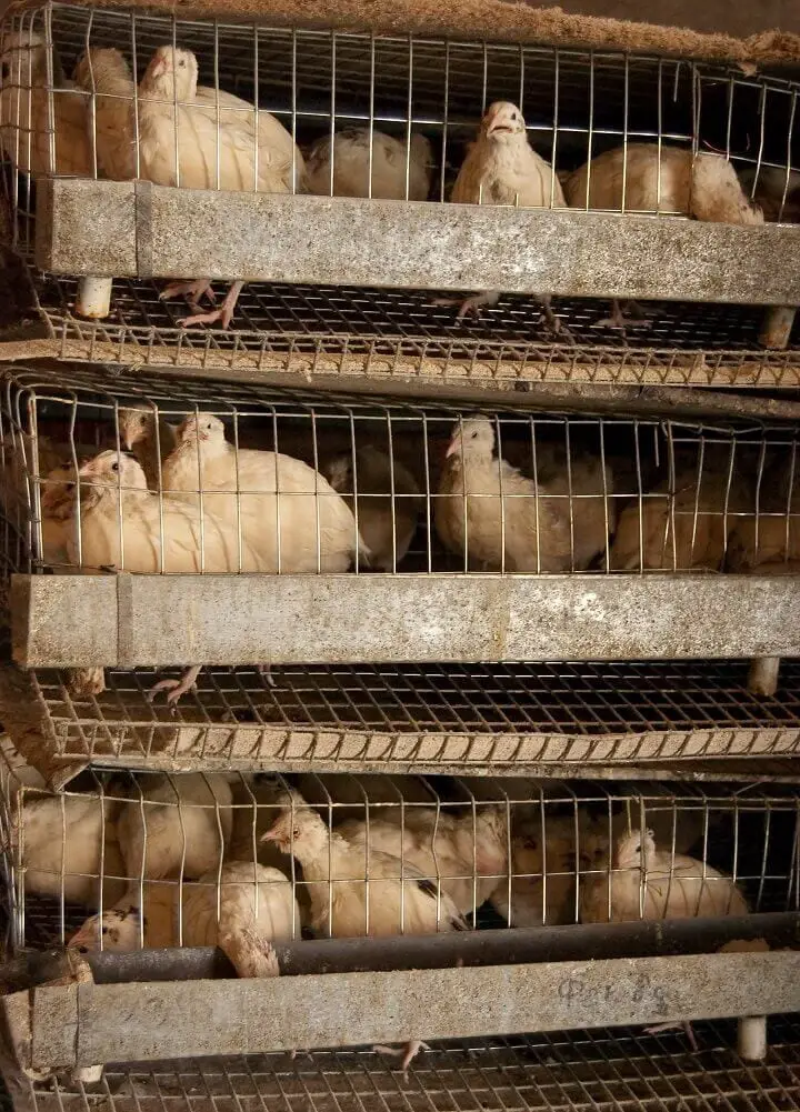 Cage of Quail Laying Eggs