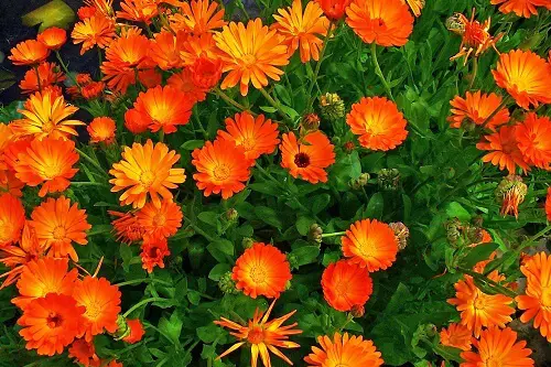 Calendula Flower