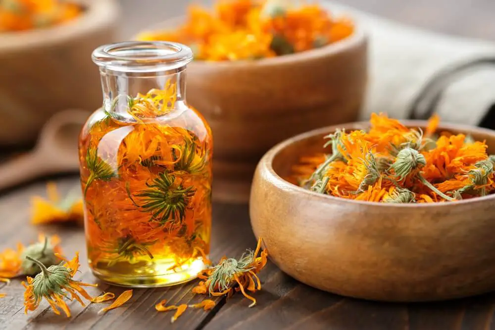 Calendula Flowers and Oil