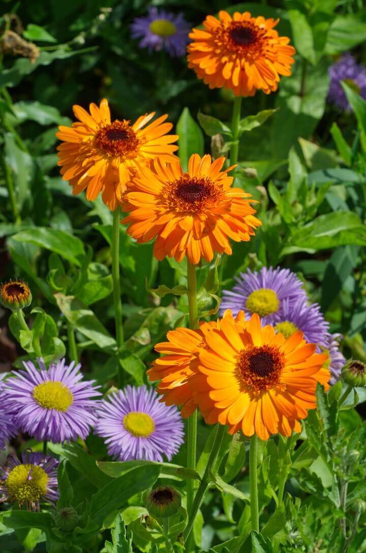 10 Best Pollinator Plants for Your Garden