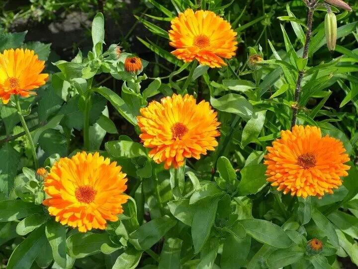 Calendula Flowers