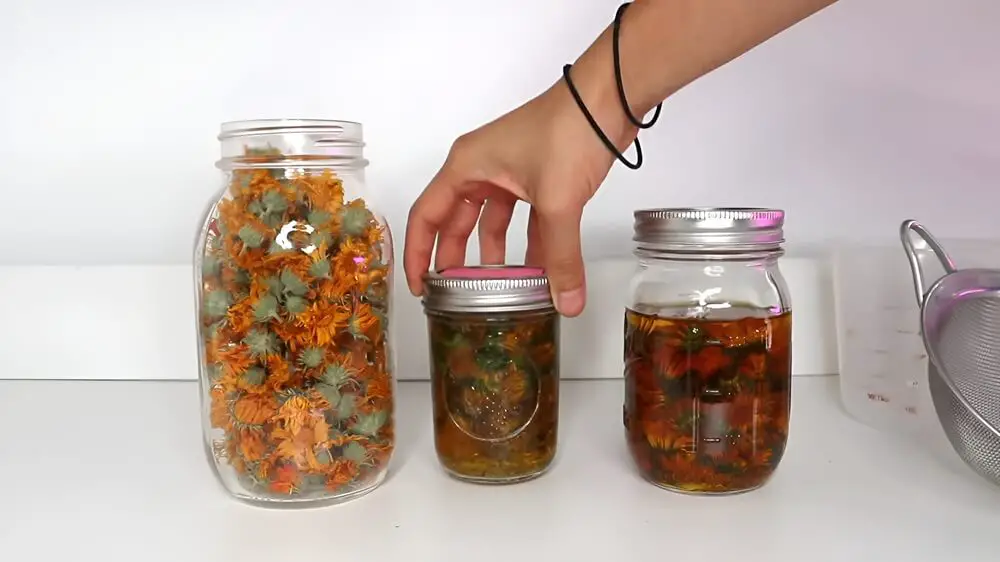 Calendula Infusing