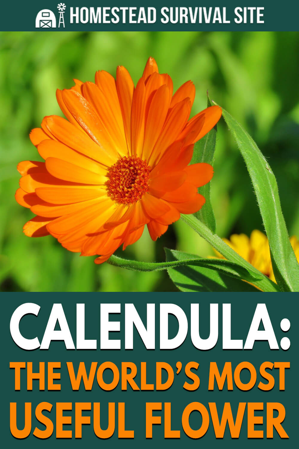 Calendula: The World’s Most Useful Flower