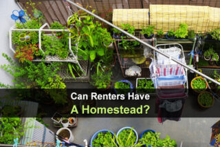 Can Renters Have A Homestead?