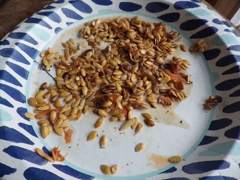 Cantaloupe Seeds on Paper Plate