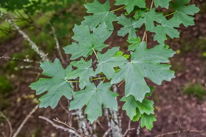 Canyon Maple Leaves
