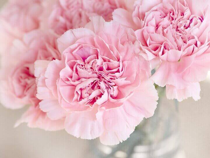 Pink Carnation Flowers