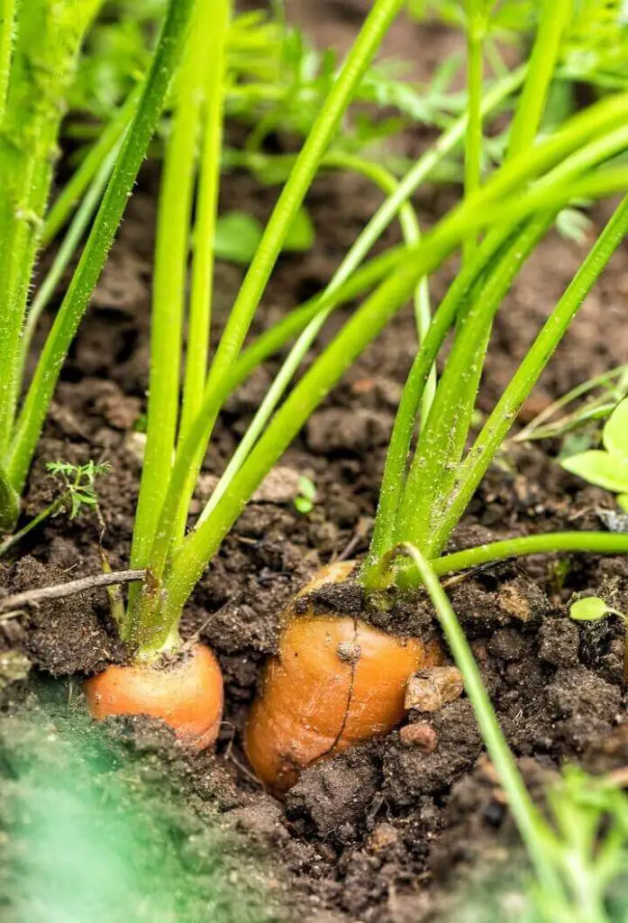 Carrot Plants in Soil