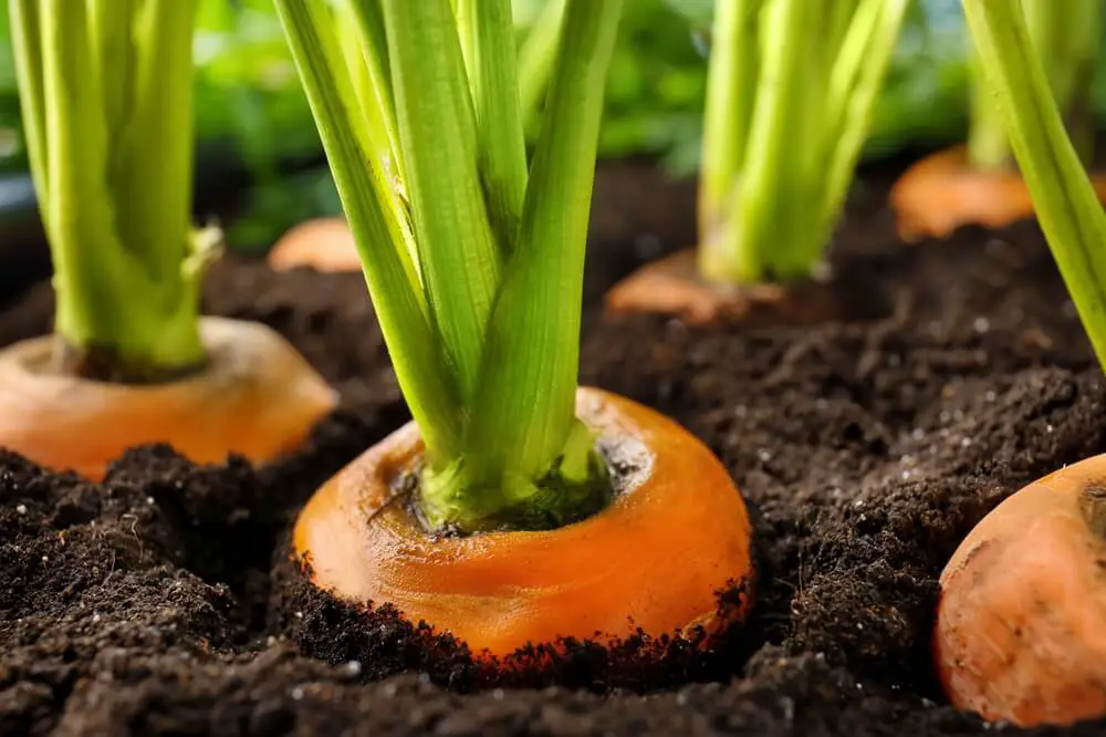 Carrot Plants