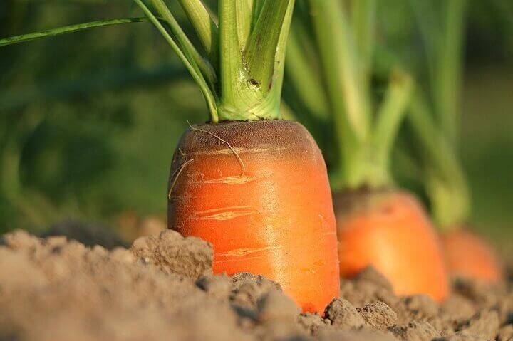 Carrots in the Ground