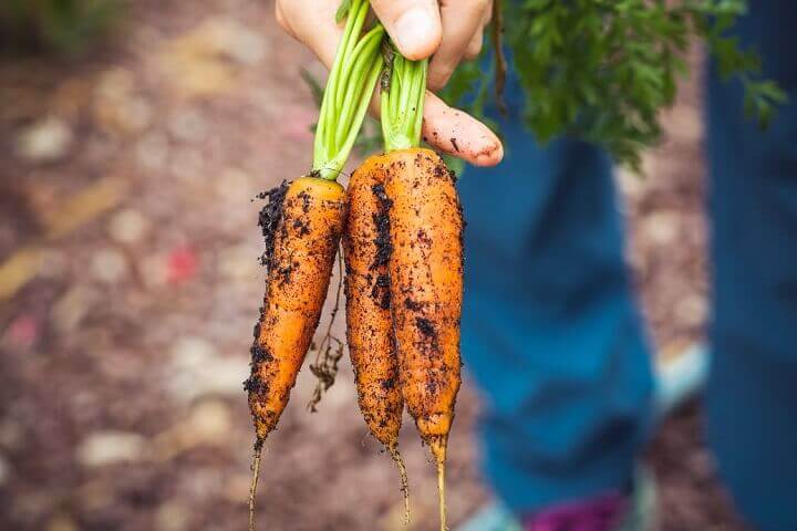 Carrots Pulled From Dirt