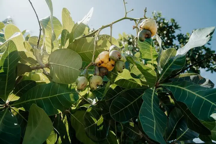 Cashew Fruit on Tree