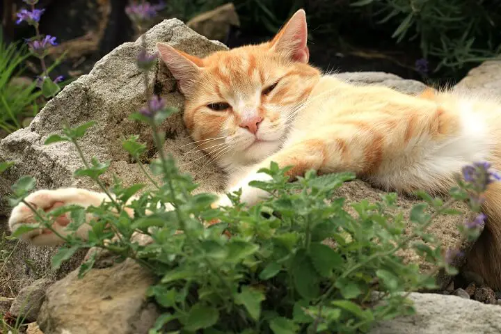 Cat Lying Next To Catnip Plant